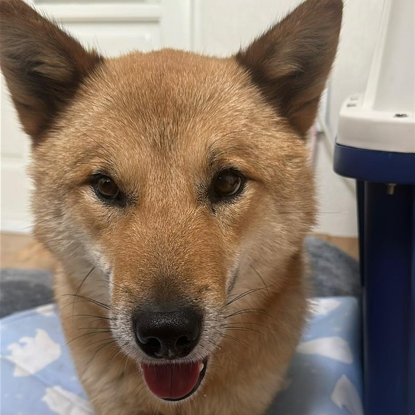 Enlarge Siho, a Adoptable mixed breed in Westbrook , ME image 5/5