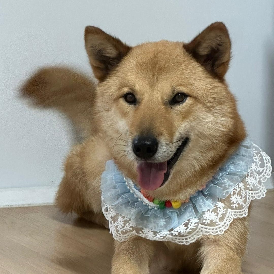 Enlarge Siho, a Adoptable mixed breed in Westbrook , ME image 2/5
