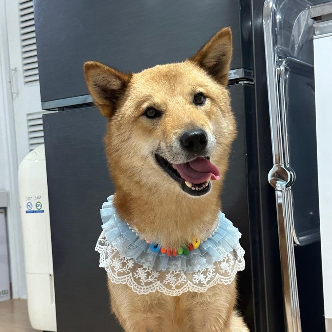Siho, Adoptable, Young Male Shiba Inu & Jindo.