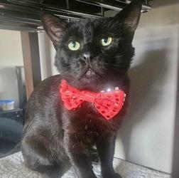 Enlarge Curtis, a Adoptable mixed breed in San Diego, CA image 1/1