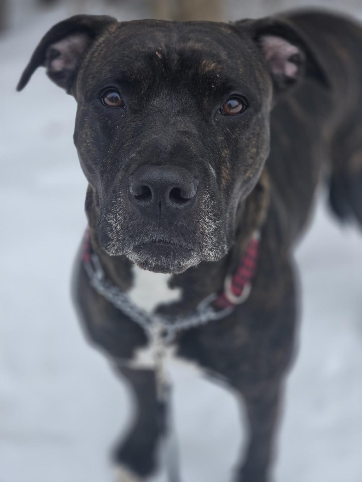 Harper, adoptable, Adult Female Mixed Breed.