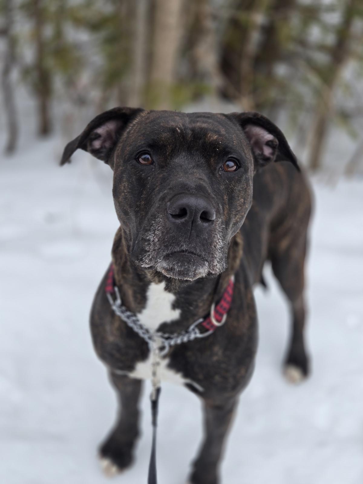 Harper, an adoptable Mixed Breed in Collingwood, ON image 2/3