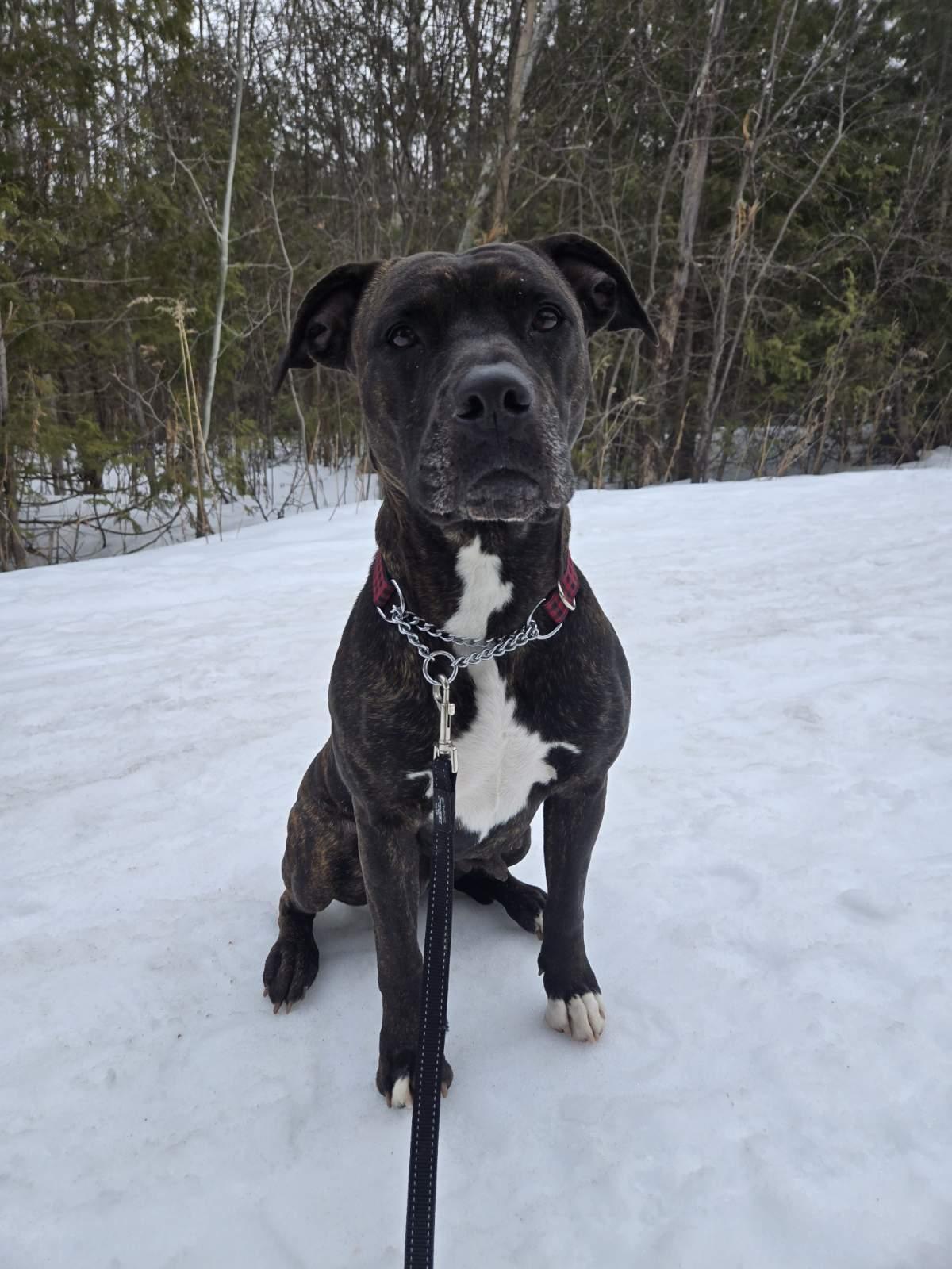 Harper, an adoptable Mixed Breed in Collingwood, ON image 3/3