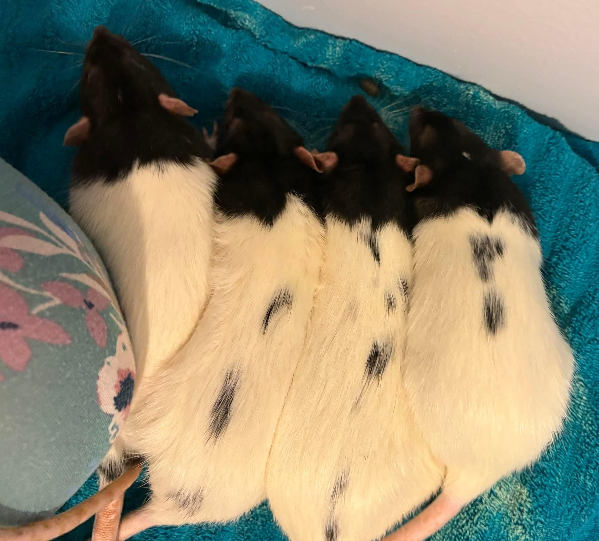 Turkey, Gravy, Potato and Cranberry, adopted, Young Male Rat.