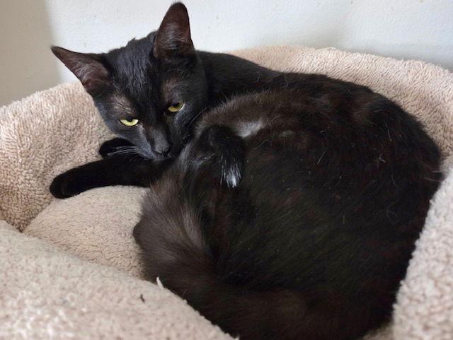 Enlarge Nugget, a Adoptable Domestic Short Hair in Canal Winchester, OH image 1/3