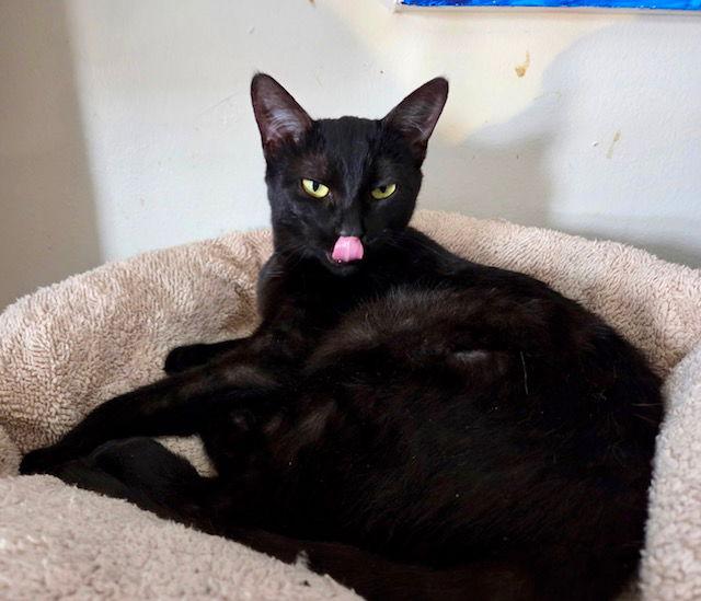 Enlarge Nugget, a Adoptable Domestic Short Hair in Canal Winchester, OH image 2/3