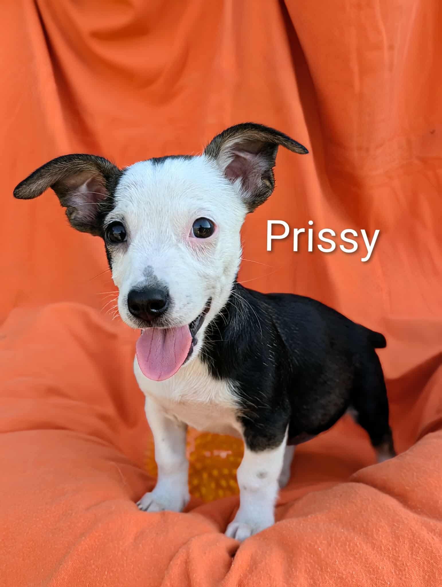 Prissy