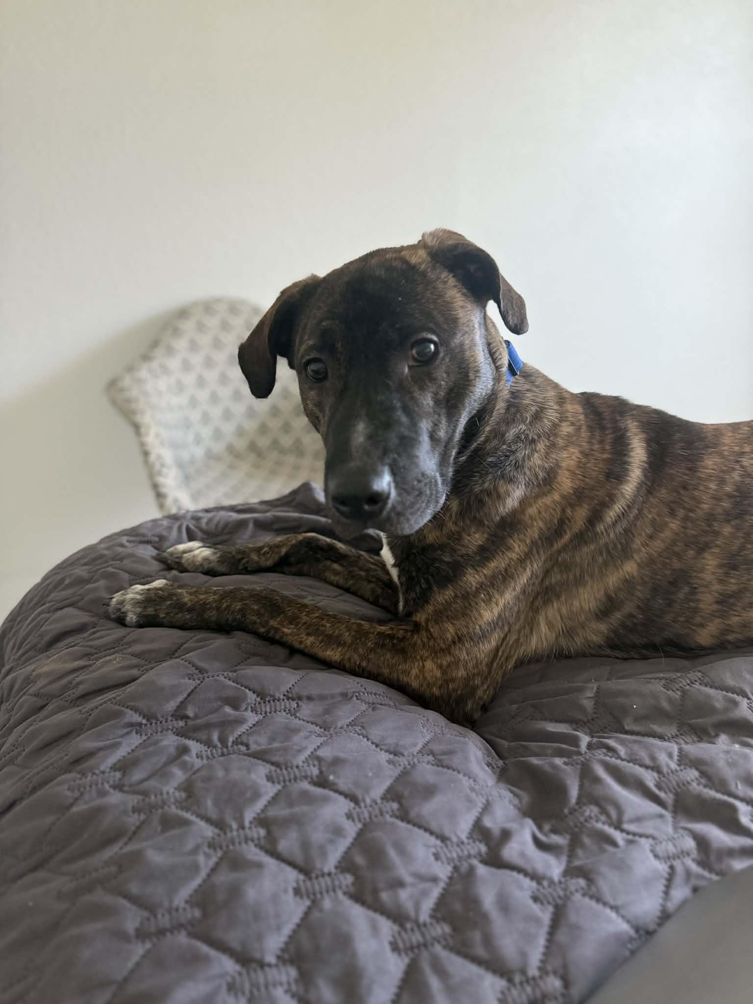 Enlarge Brodie, a Adoptable mixed breed in Austin, TX image 1/6