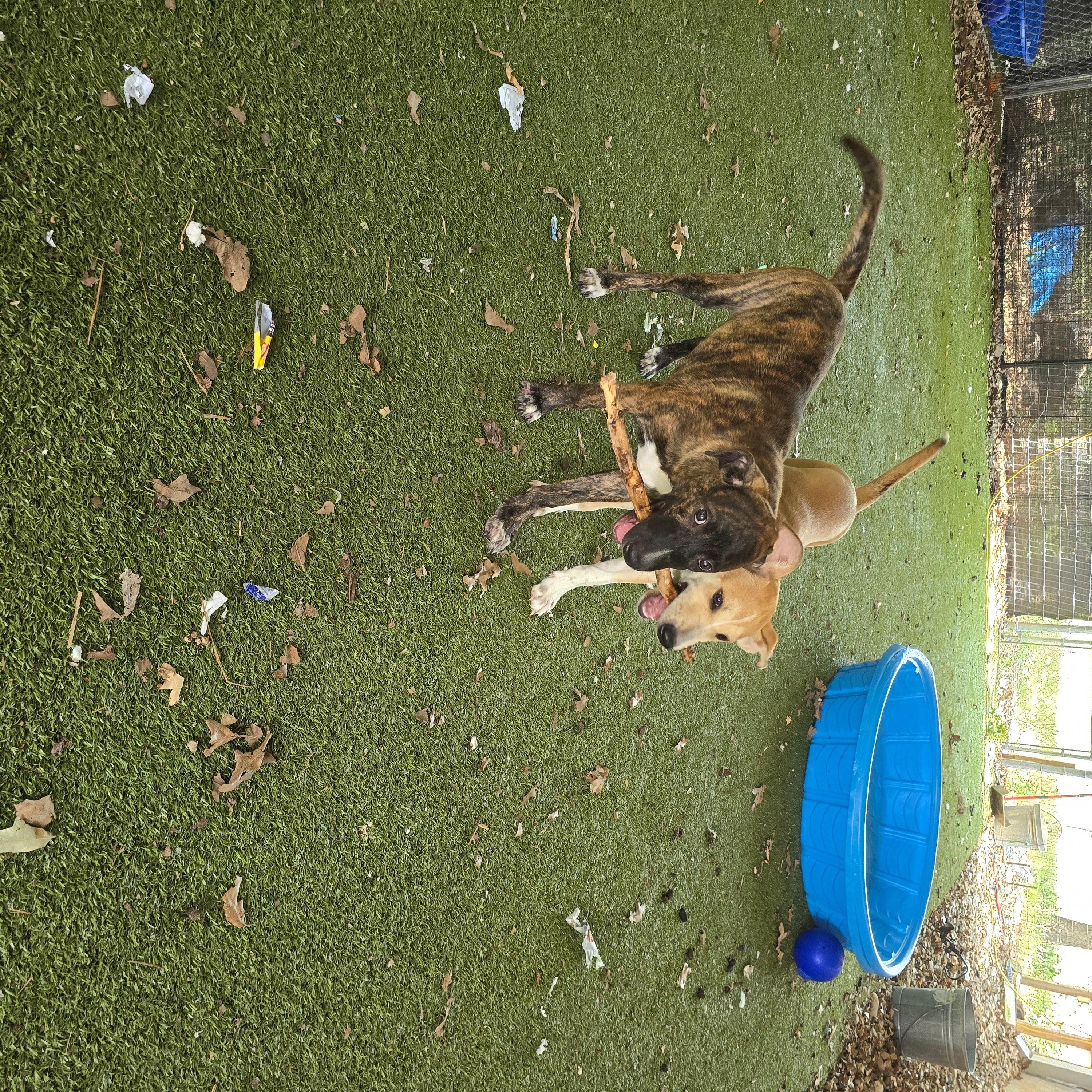 Enlarge Brodie, a Adoptable mixed breed in Austin, TX image 3/5