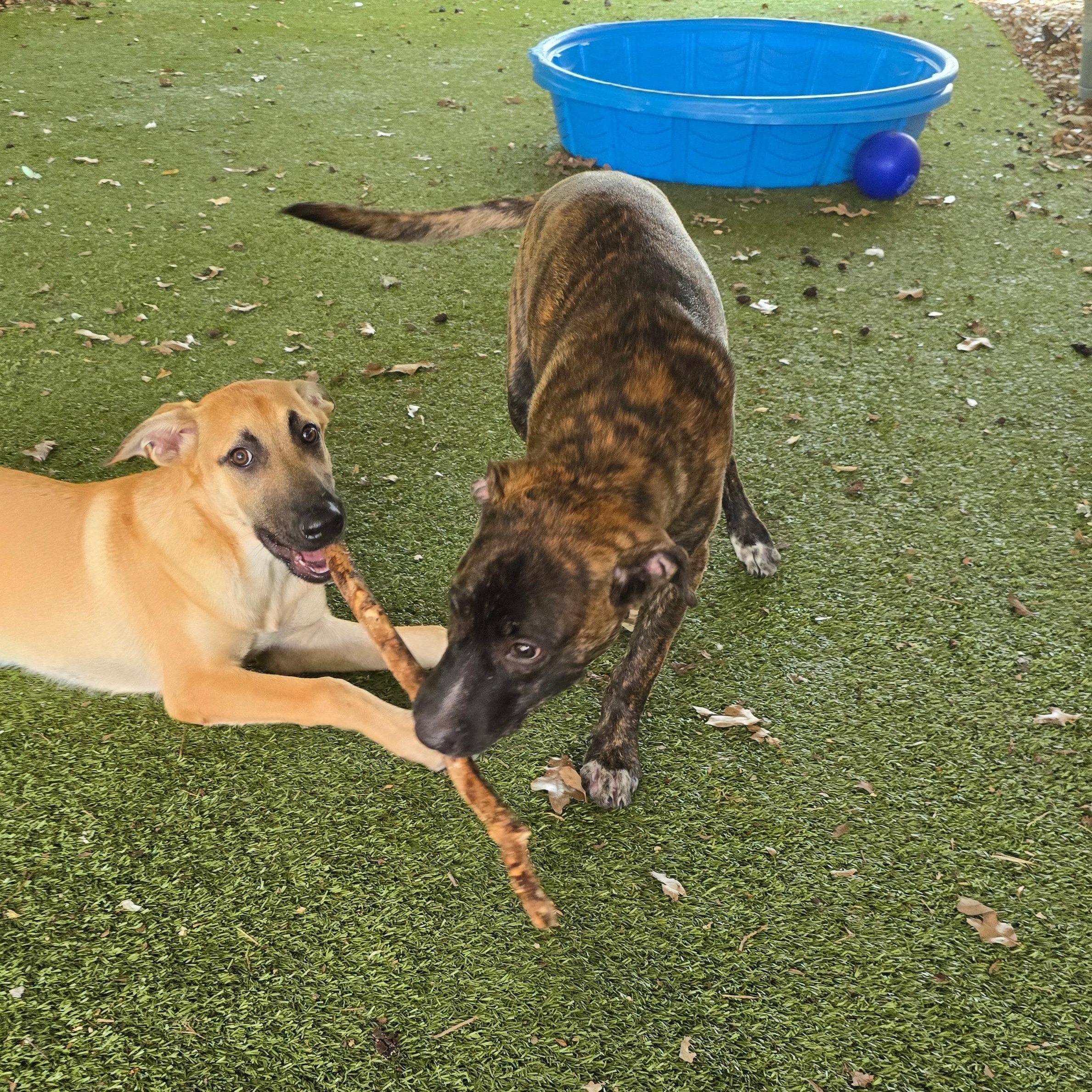 Enlarge Brodie, a Adoptable mixed breed in Austin, TX image 4/5