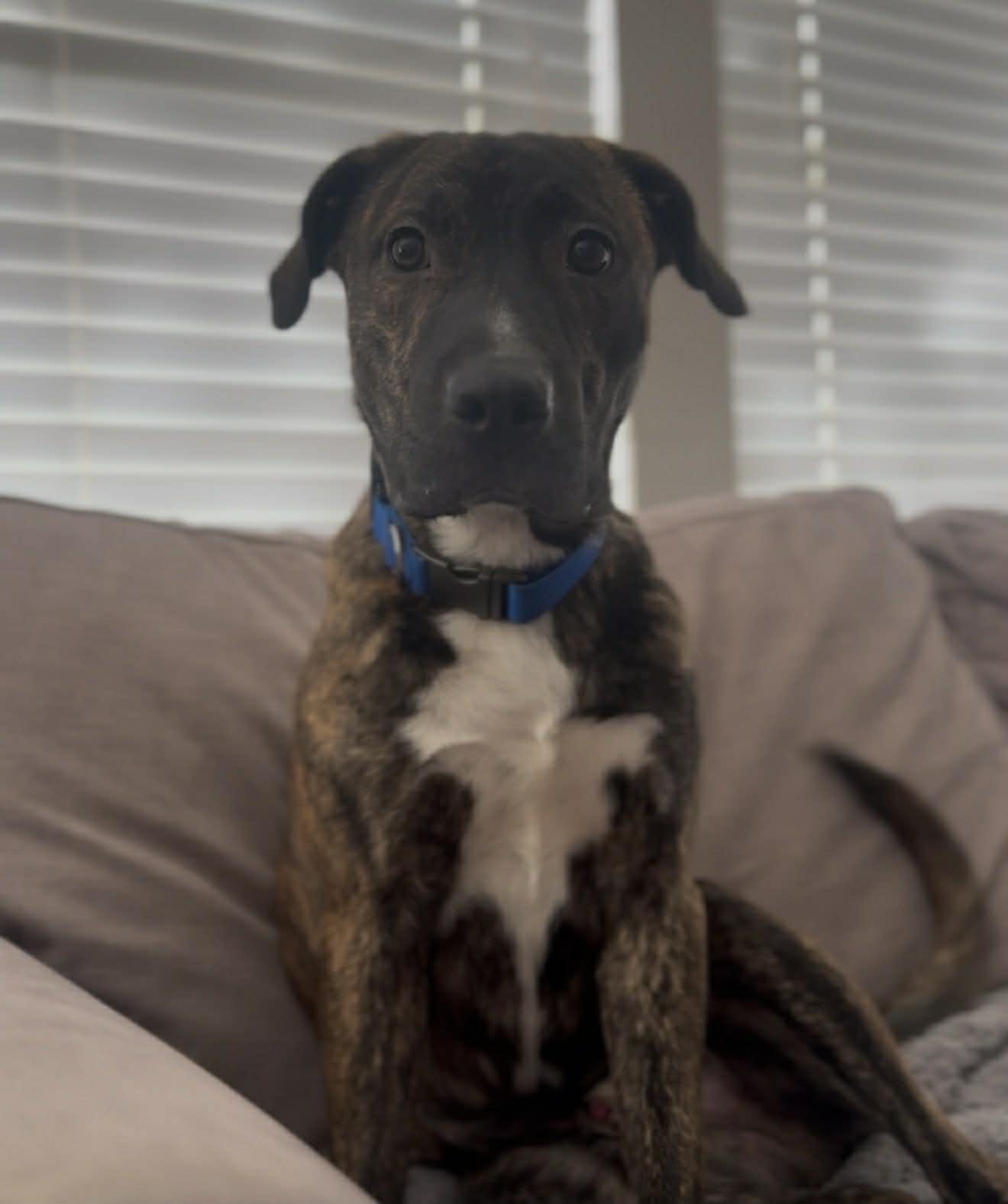 Enlarge Brodie, a Adoptable mixed breed in Austin, TX image 2/6