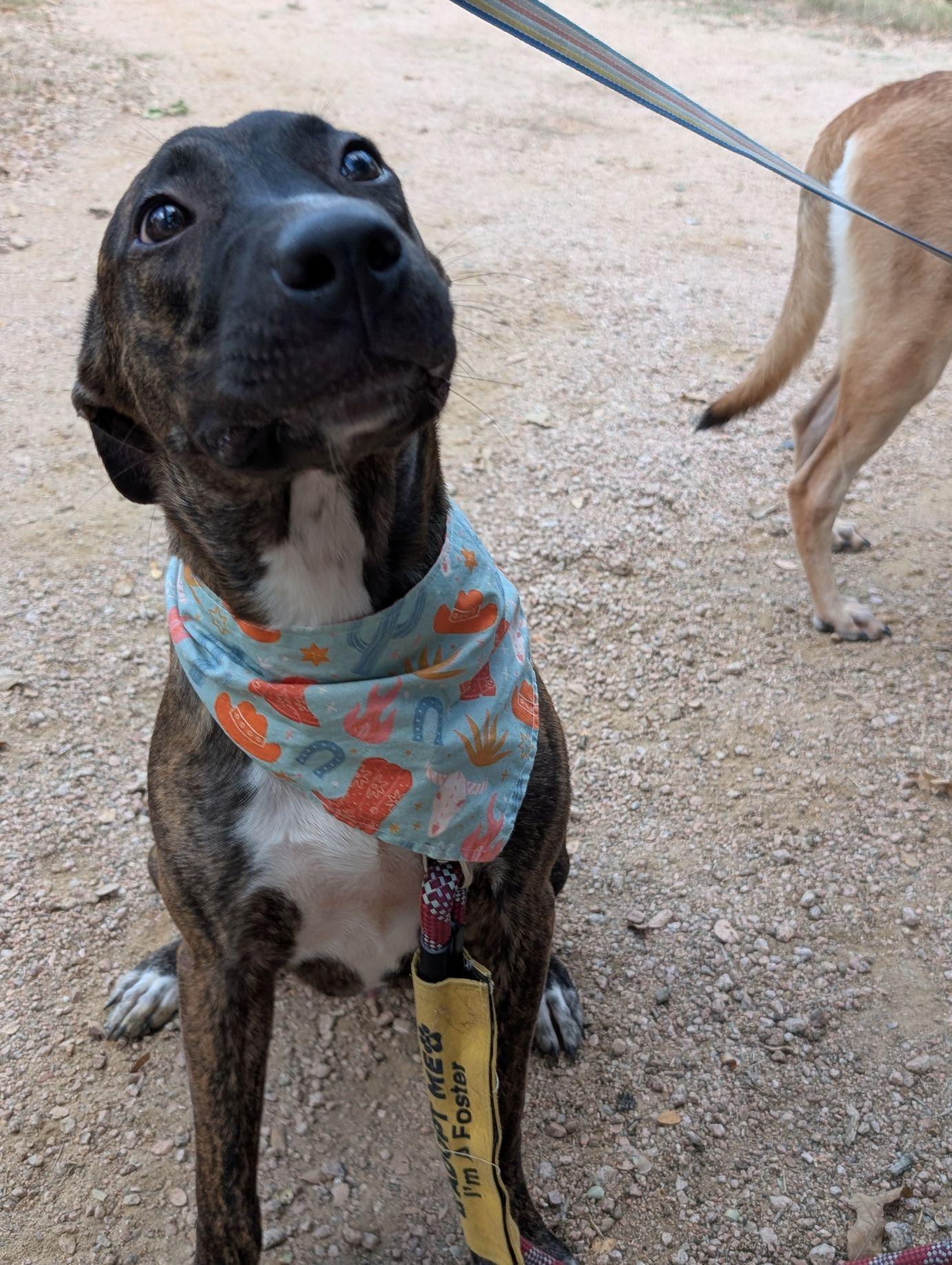 Enlarge Brodie, a Adoptable mixed breed in Austin, TX image 3/6