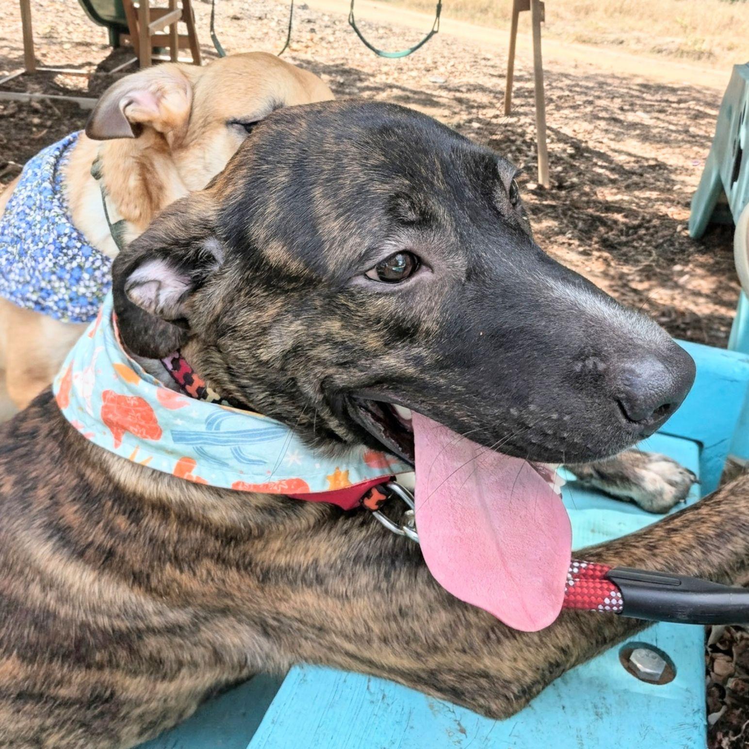 Enlarge Brodie, a Adoptable mixed breed in Austin, TX image 1/6