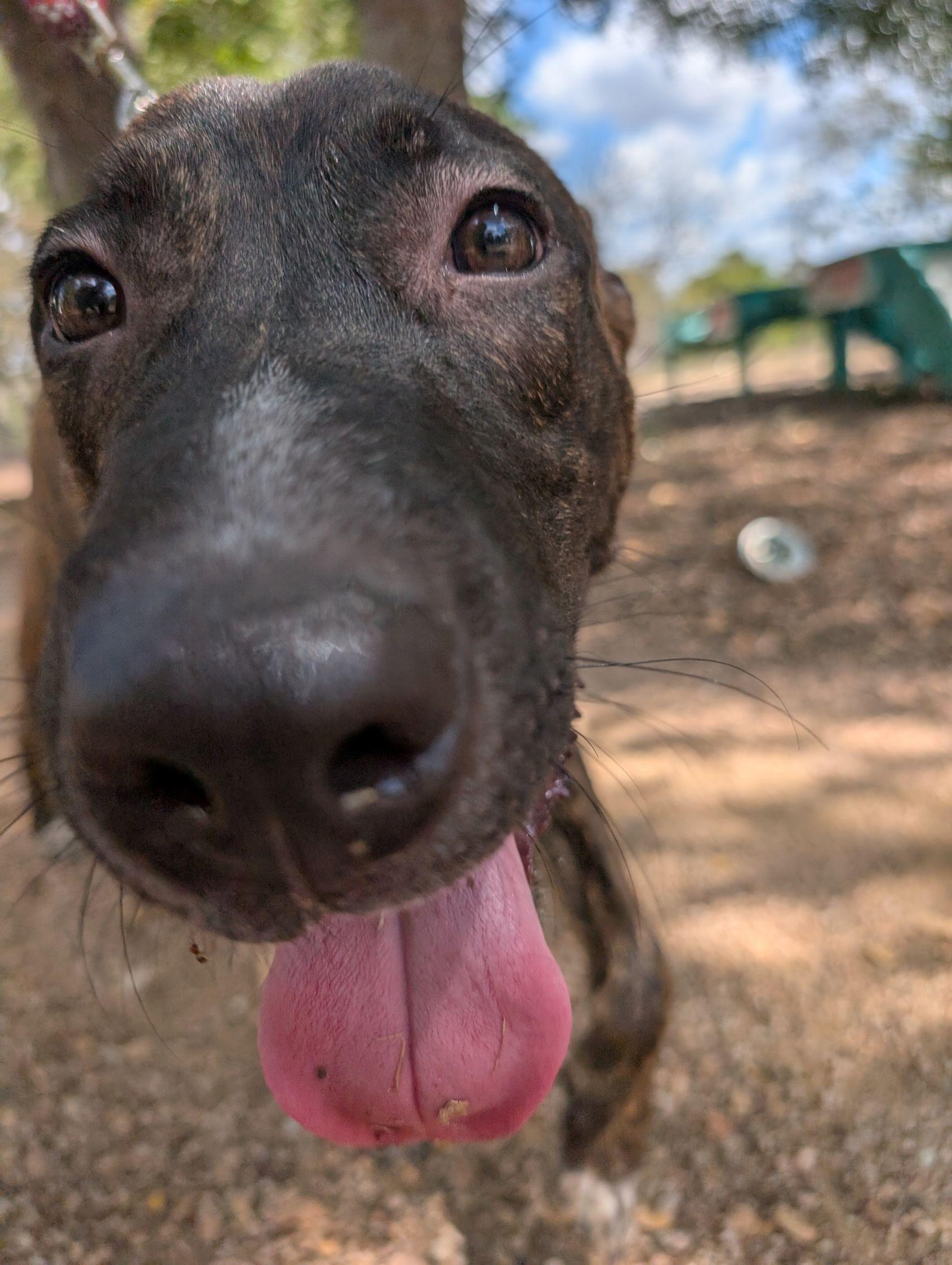 Enlarge Brodie, a Adoptable mixed breed in Austin, TX image 5/6