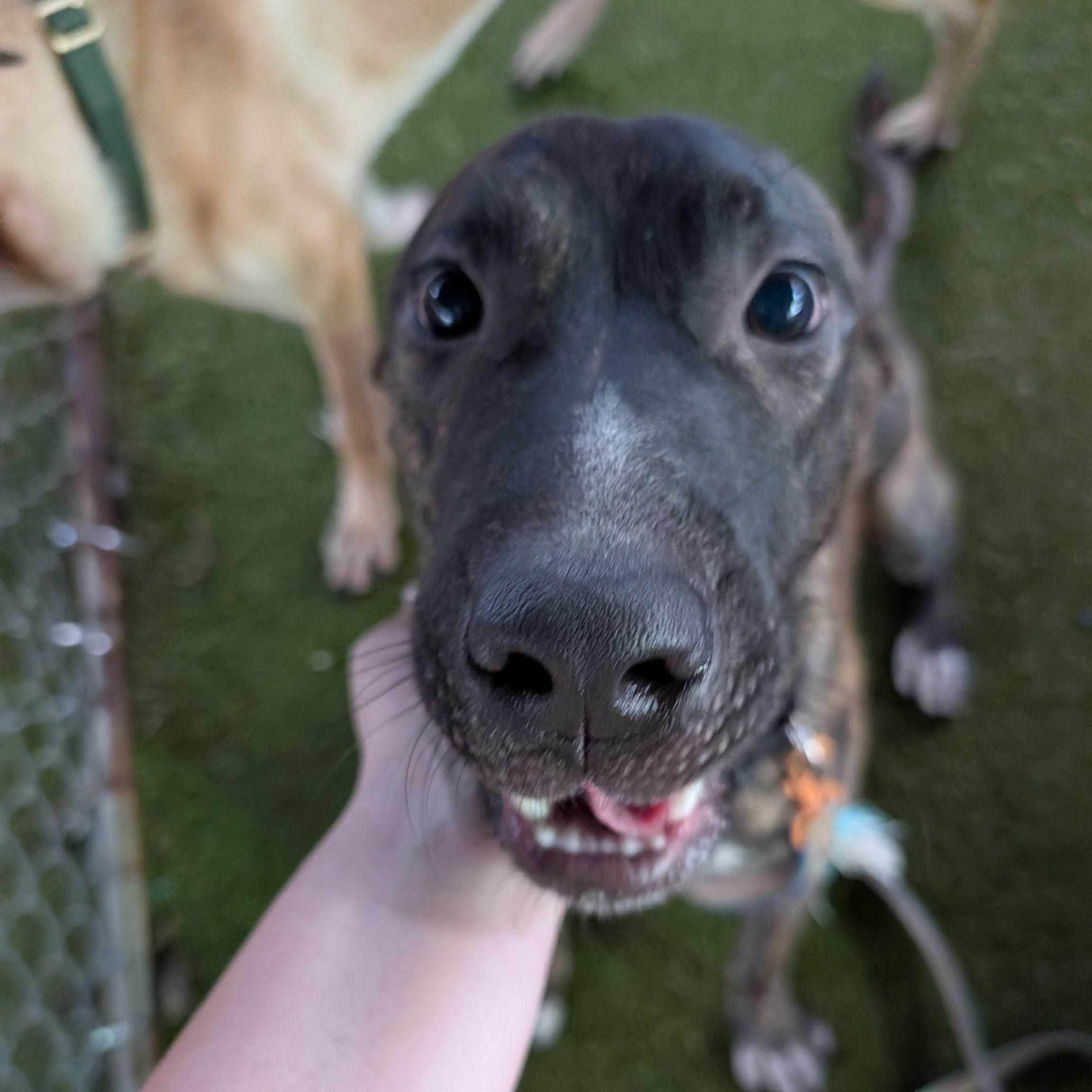 Enlarge Brodie, a Adoptable mixed breed in Austin, TX image 2/6