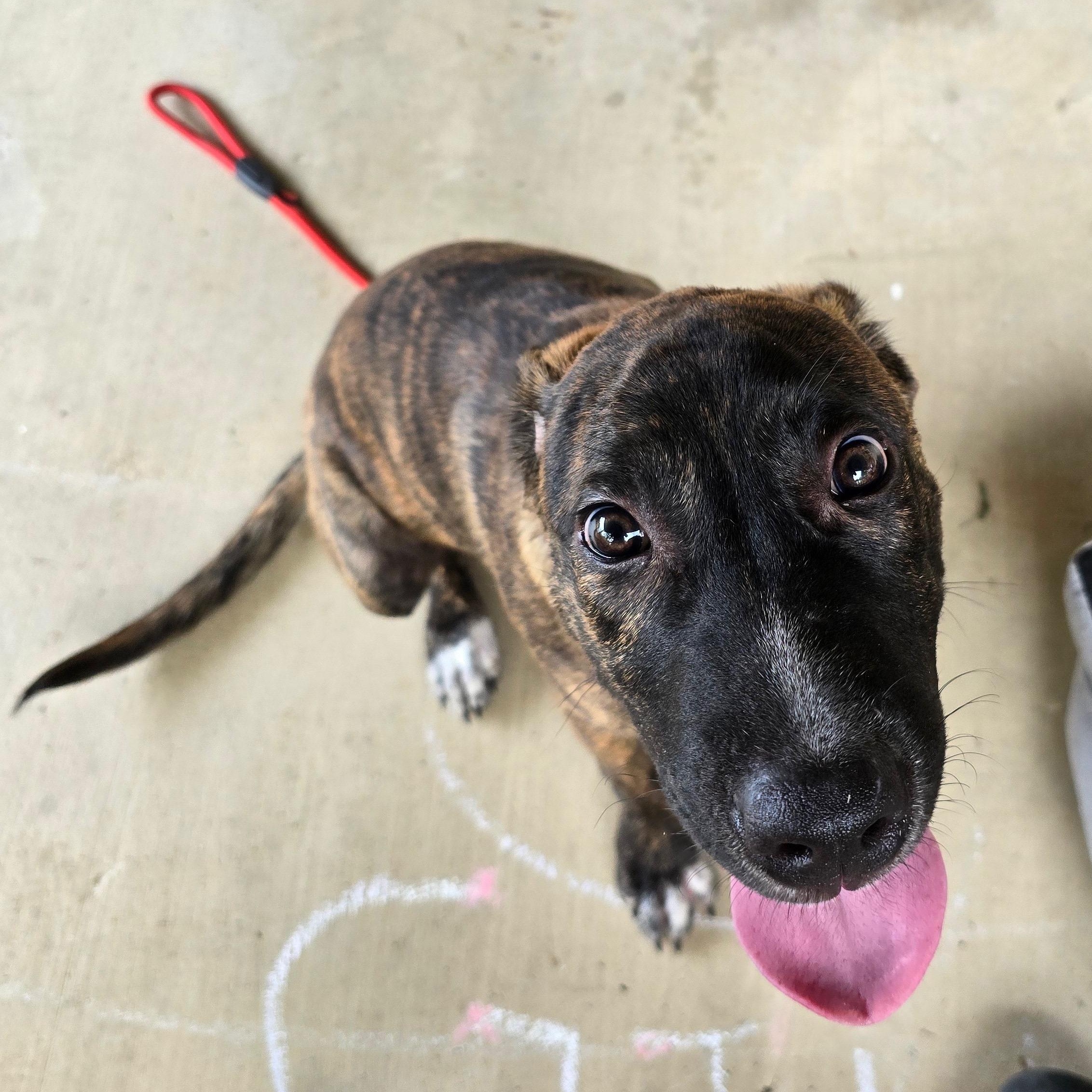 Brodie, Adoptable, Young Male Labrador Retriever & Boxer.