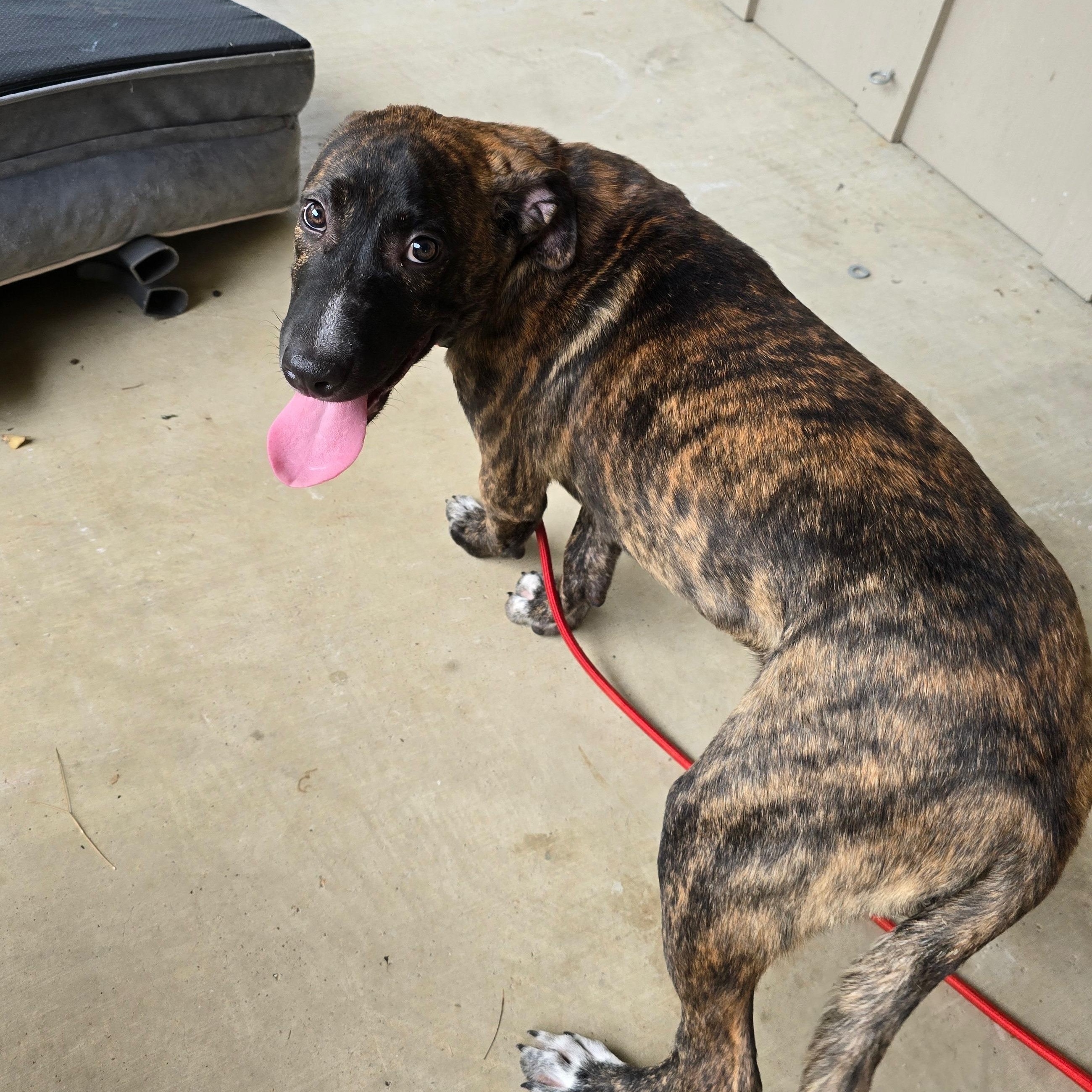 Enlarge Brodie, a Adoptable mixed breed in Austin, TX image 2/5