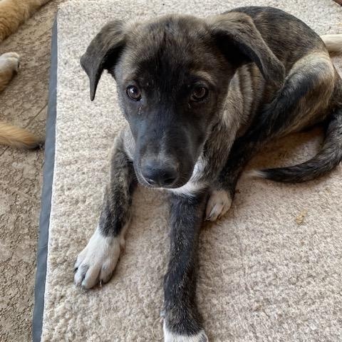 Enlarge Brodie, a Adoptable mixed breed in Austin, TX image 5/5