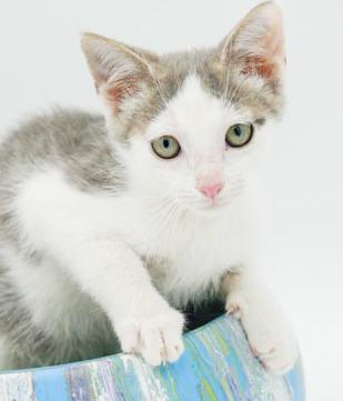 Our fosters are have so many kittens are now big enough to be adopted They are anywhere from 8 to