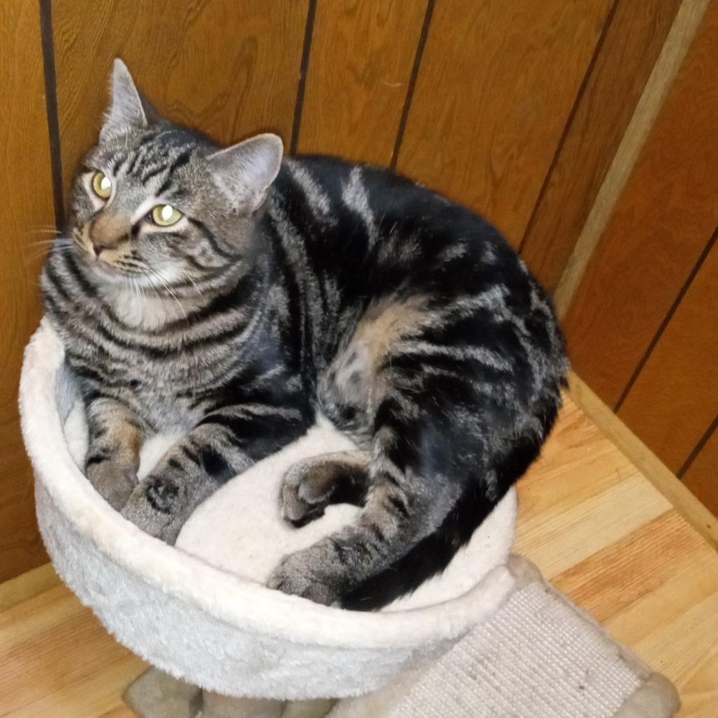 Clark, Adoptable, Young Male Domestic Short Hair.