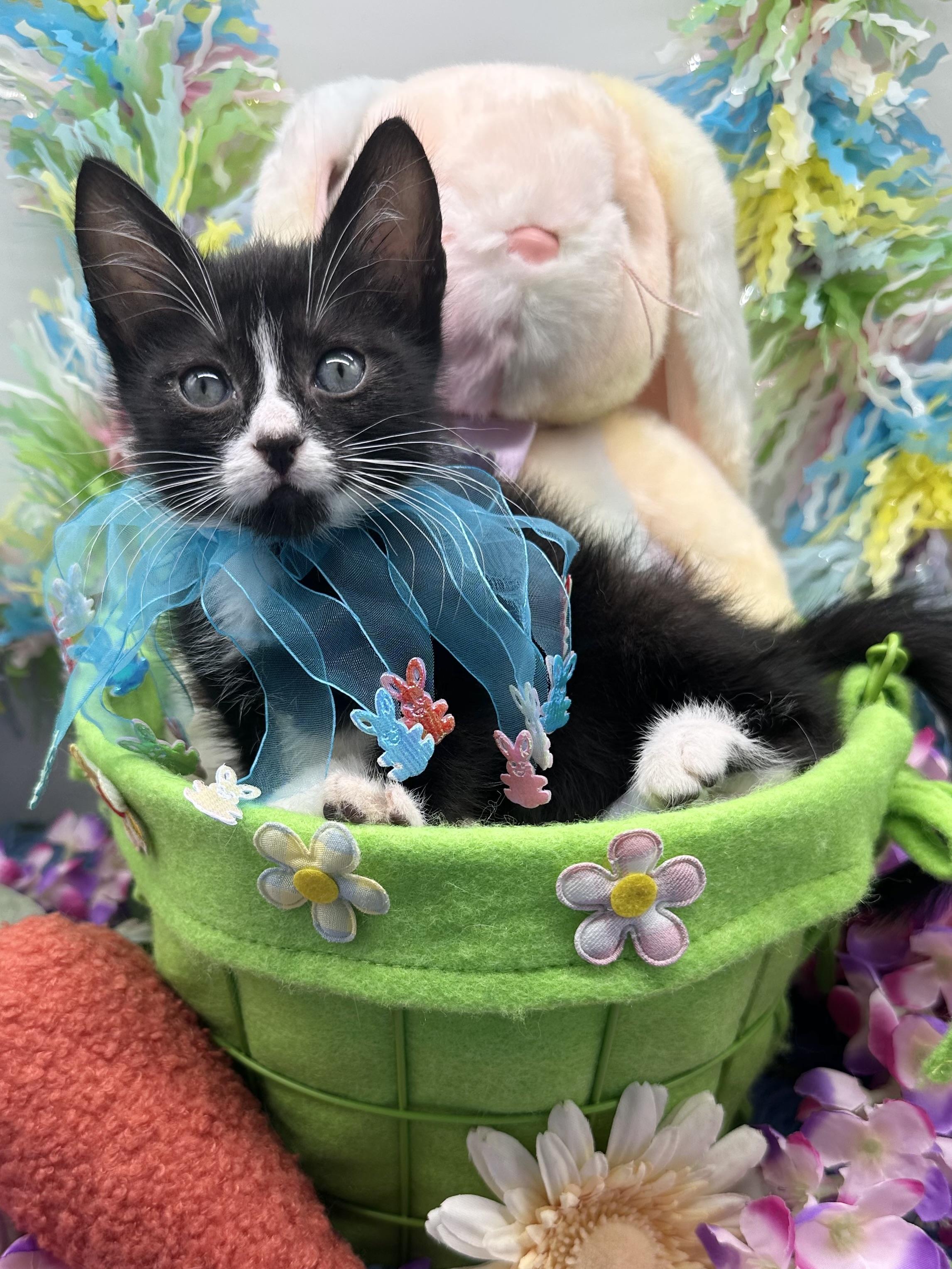 Figaro, a ADOPTABLE Domestic Medium Hair in HUNTINGTON BEACH, CA image 1/6