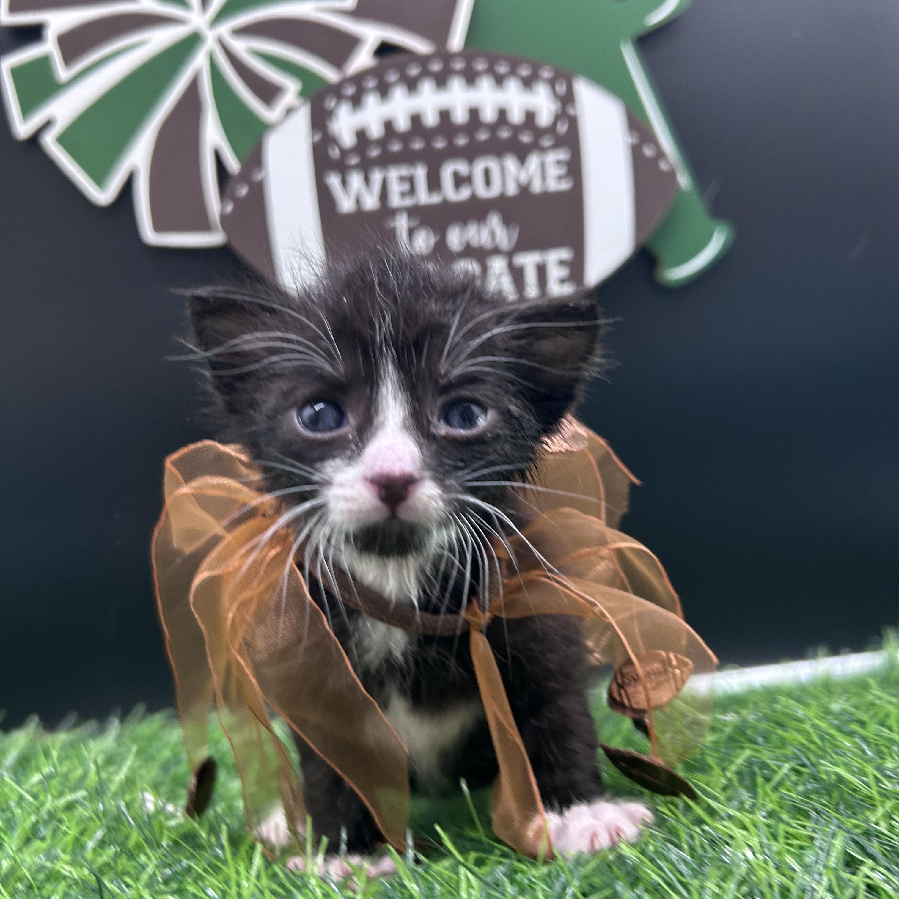 Figaro, a ADOPTABLE Domestic Medium Hair in HUNTINGTON BEACH, CA image 6/6
