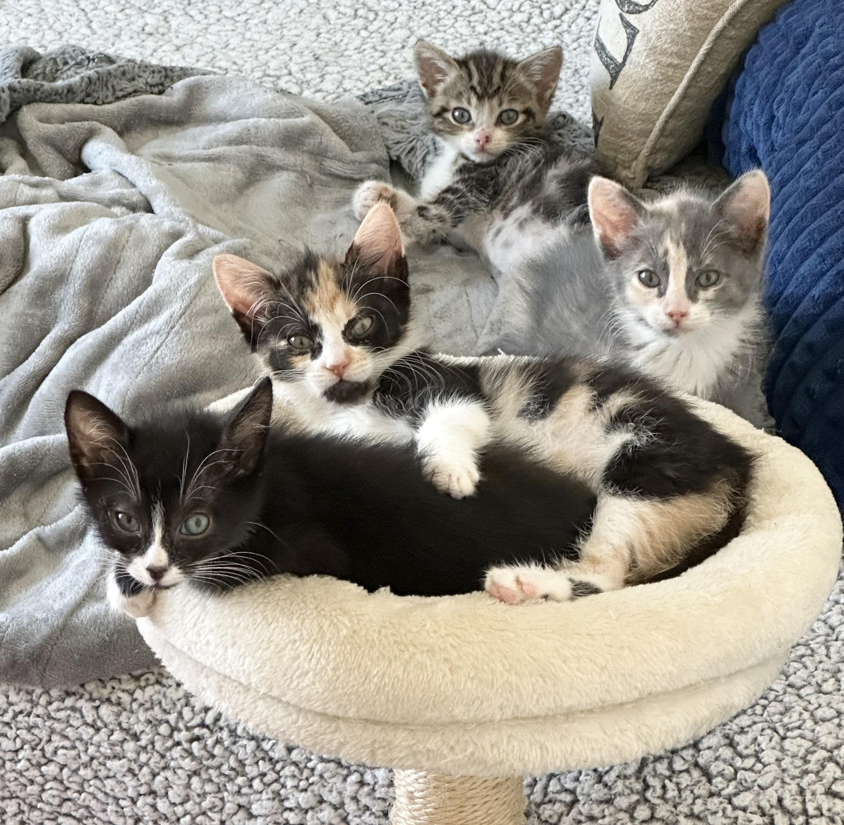 Figaro, a ADOPTABLE Domestic Medium Hair in HUNTINGTON BEACH, CA image 3/6