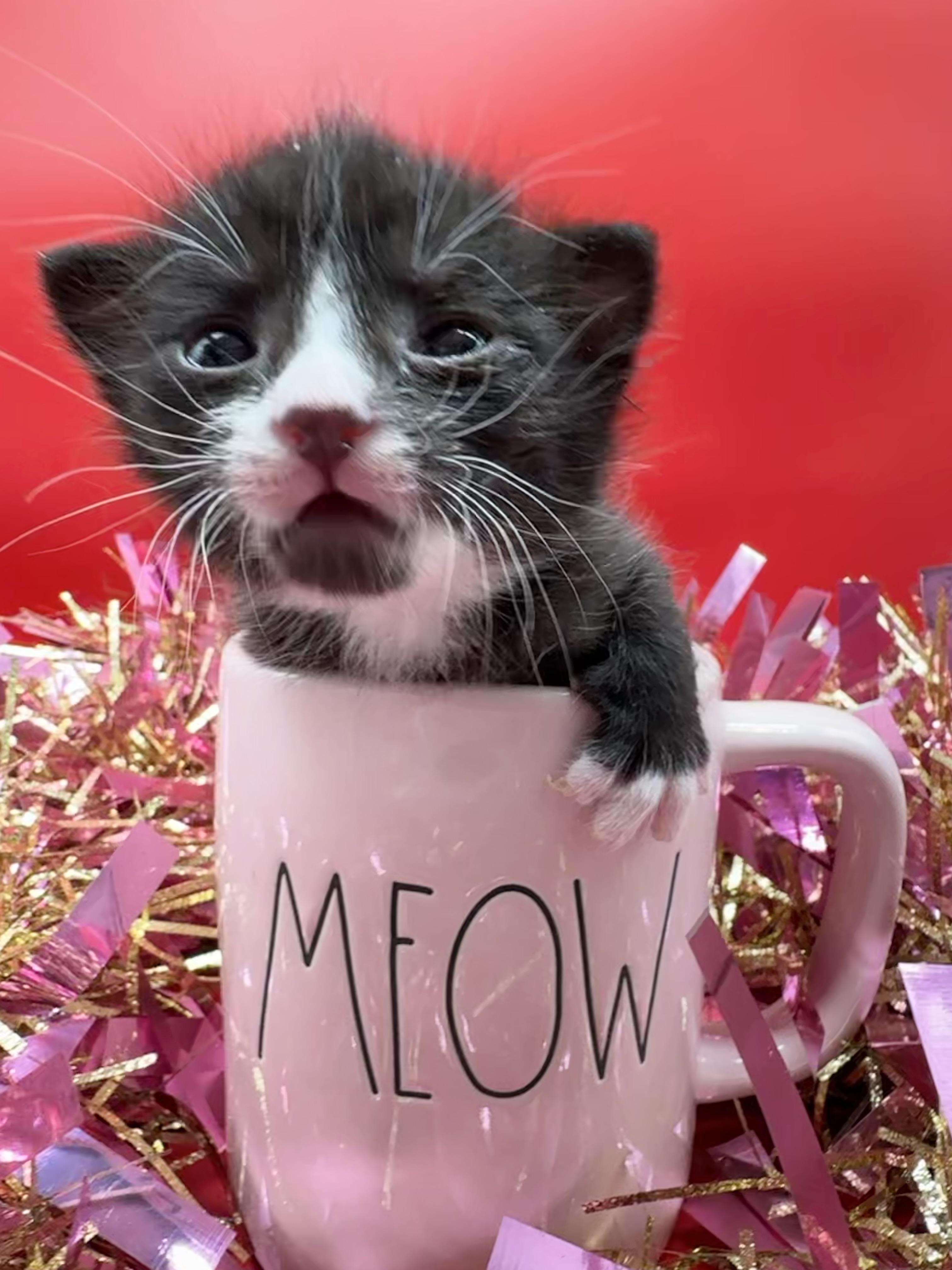 Figaro, a ADOPTABLE Domestic Medium Hair in HUNTINGTON BEACH, CA image 5/6