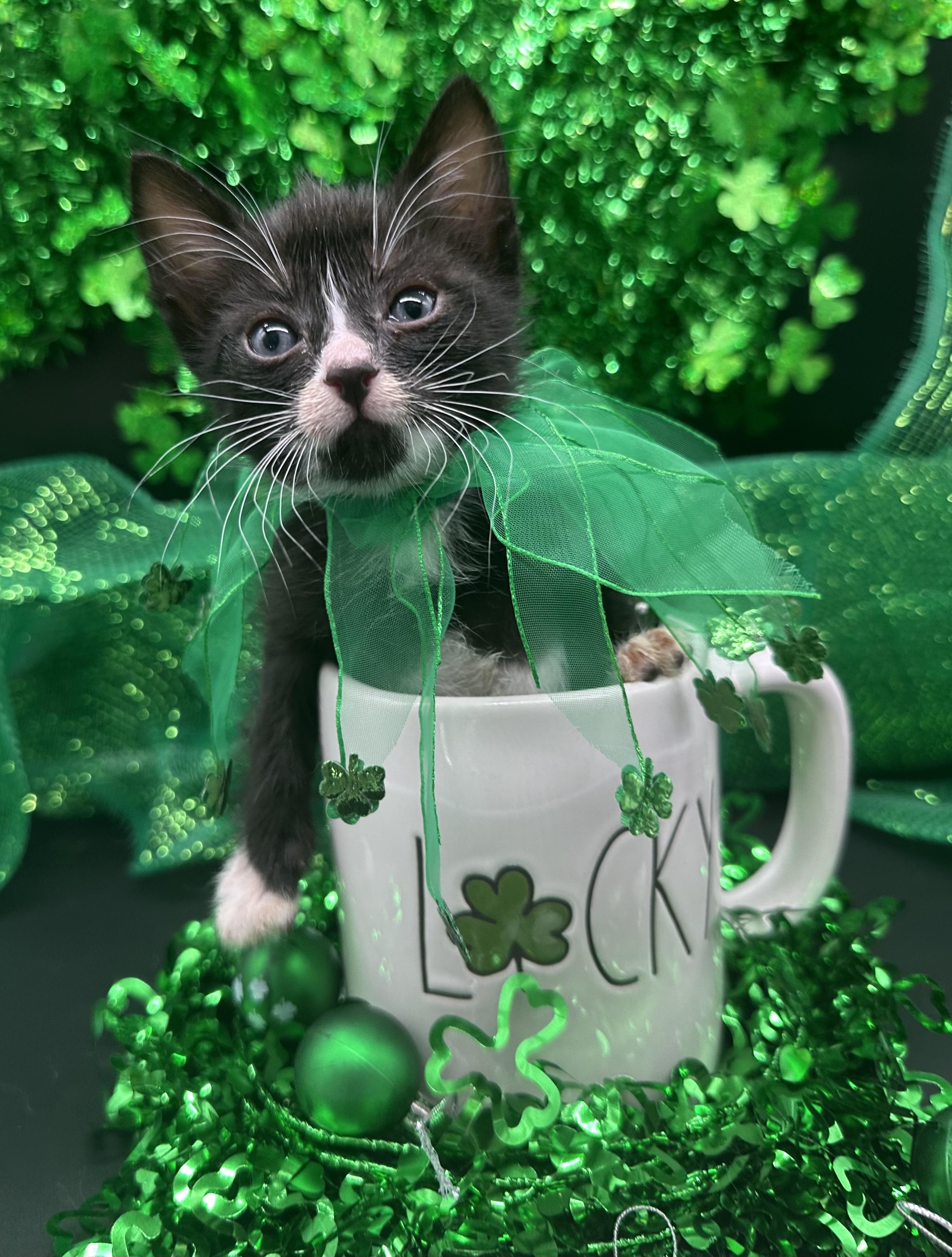 Figaro, a ADOPTABLE Domestic Medium Hair in HUNTINGTON BEACH, CA image 4/6