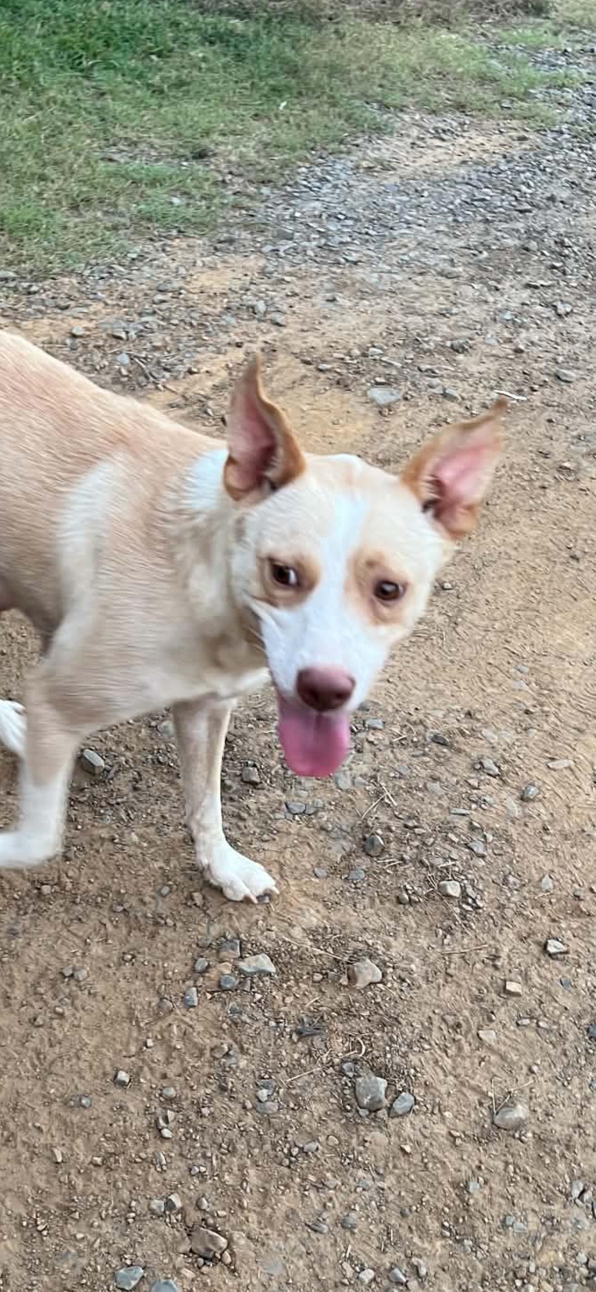 Annabelle, a ADOPTABLE mixed breed in Whiting, NJ image 3/4