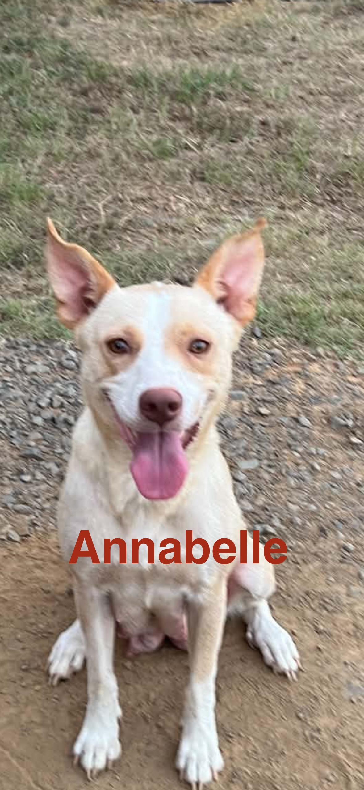 Annabelle, a ADOPTABLE mixed breed in Whiting, NJ image 4/4