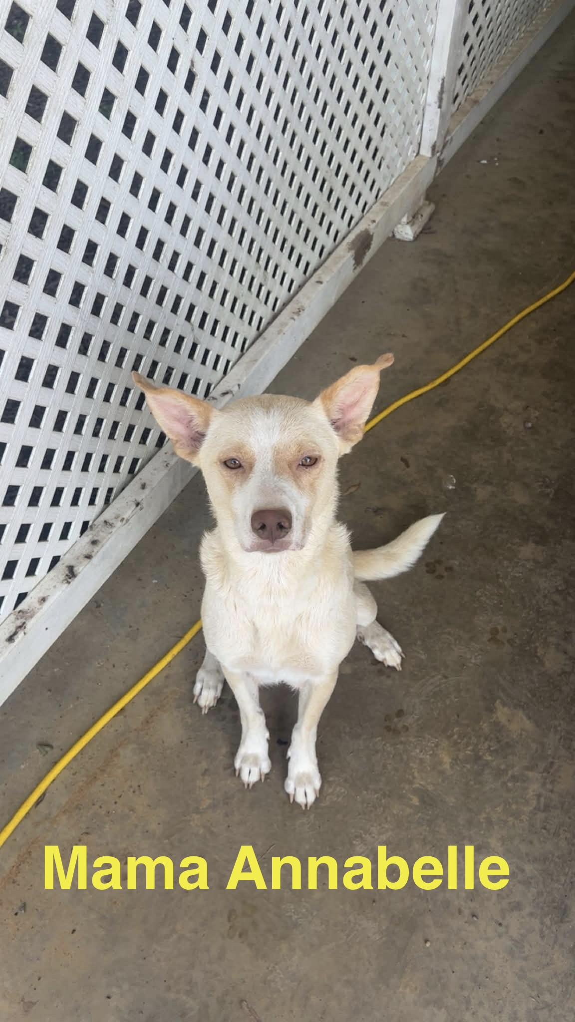 Annabelle, ADOPTABLE, Adult Female Australian Shepherd & Portuguese Podengo.