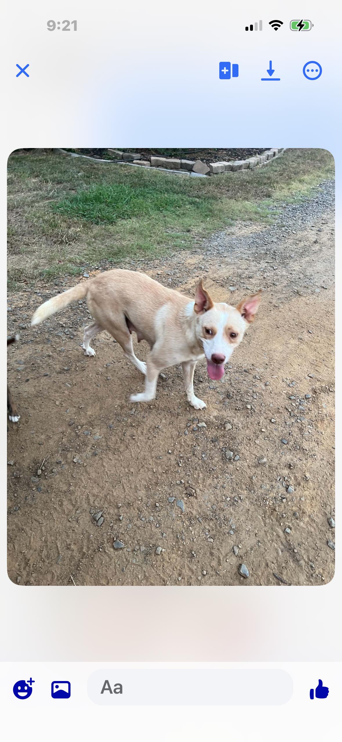 Annabelle, a ADOPTABLE mixed breed in Whiting, NJ image 2/4