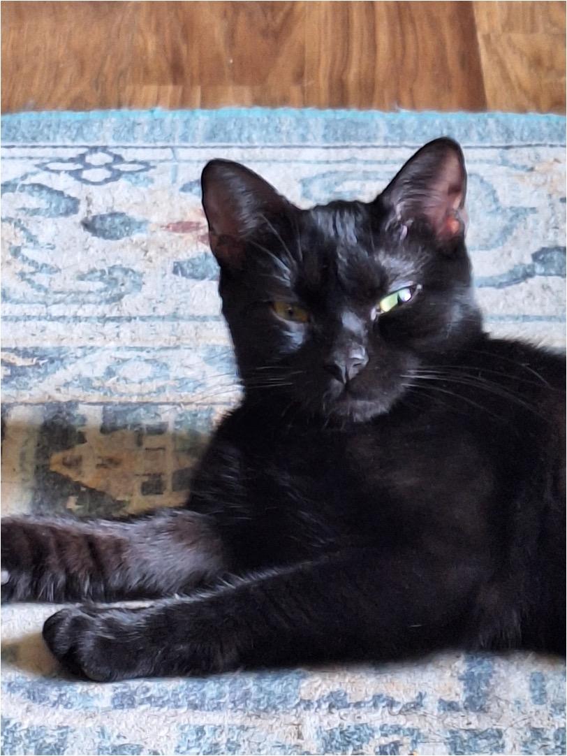 Peggy, a ADOPTABLE Domestic Short Hair in Cincinnati, OH image 3/3
