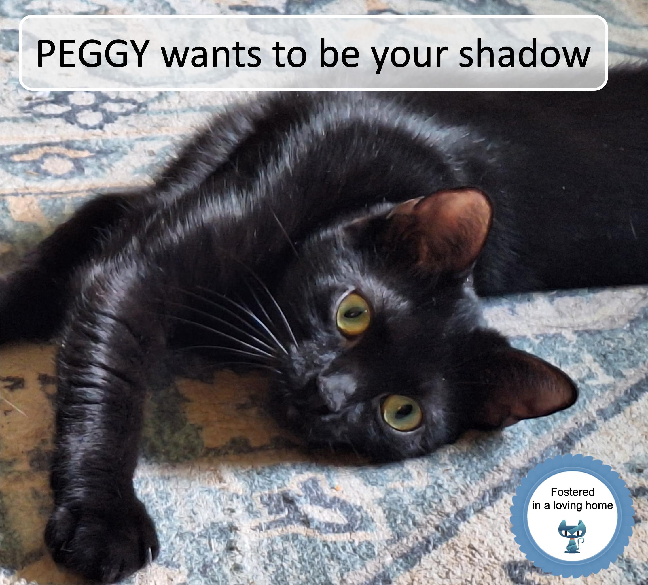 Peggy, ADOPTABLE, Young Female Domestic Short Hair.