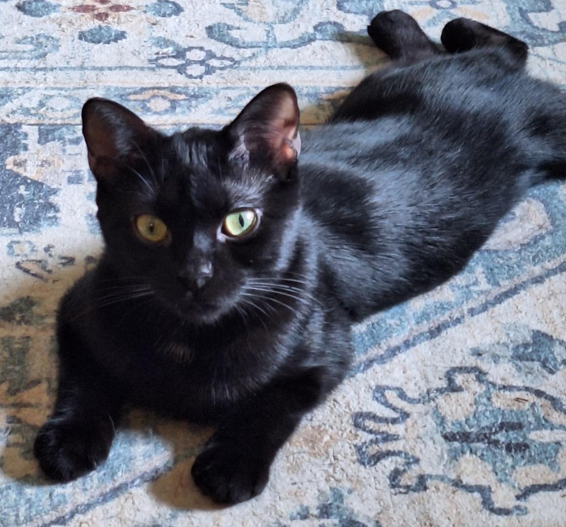 Peggy, a ADOPTABLE Domestic Short Hair in Cincinnati, OH image 2/3