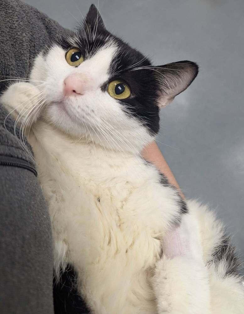 Tasha, Adoptable, Adult Female Domestic Short Hair.