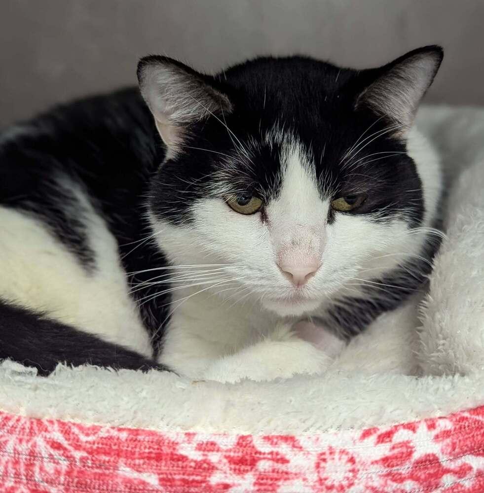 Enlarge Tasha, a Adoptable Domestic Short Hair in Raleigh, NC image 2/3