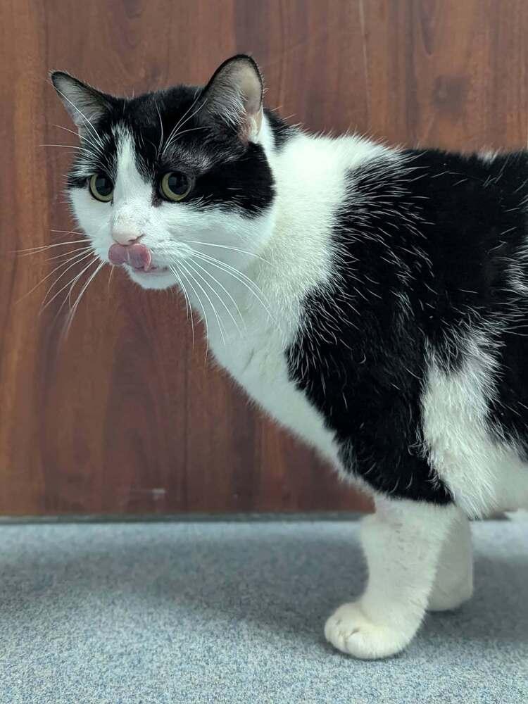 Enlarge Tasha, a Adoptable Domestic Short Hair in Raleigh, NC image 3/3