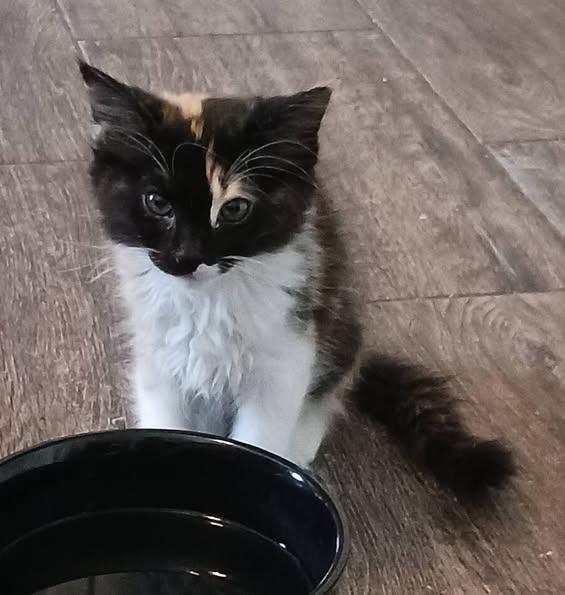 Pretzel