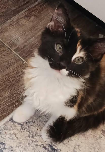 Pretzel
