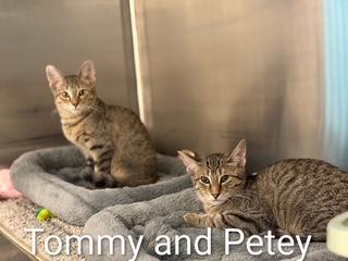Enlarge Tommy, a Adoptable Tabby in Clawson, MI image 1/1