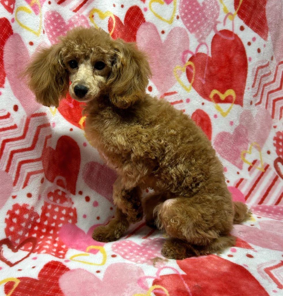 OLIVIER (ohiosdrescue@gmail.com), ADOPTABLE, Young Male Poodle.