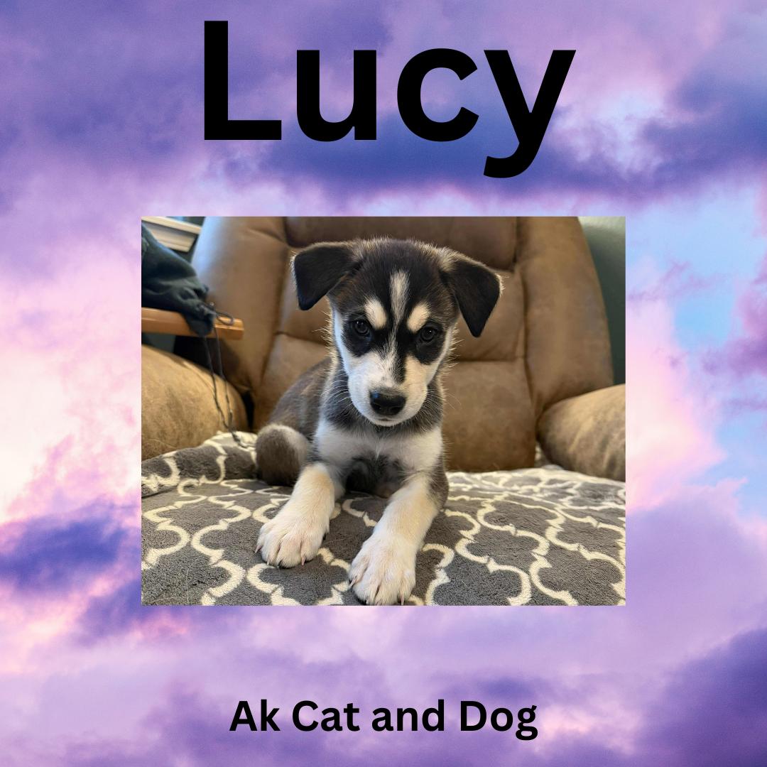 Mishka FKA Lucy, Adopted, Adult Female Husky.