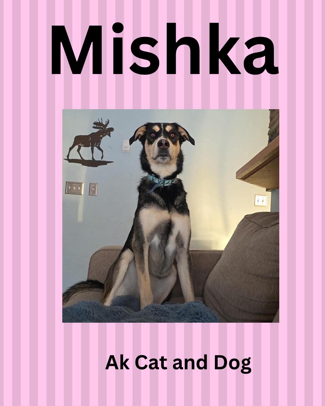 Enlarge Mishka FKA Lucy, a Adopted mixed breed in Wasilla, AK image 2/2