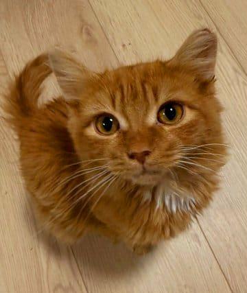 Enlarge Oscar, a Adoptable Tabby in Keswick, ON image 2/5