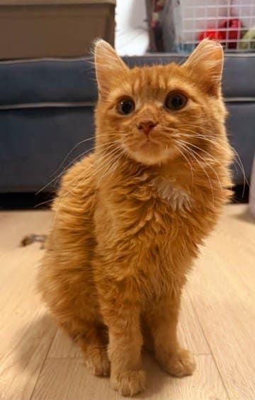 Enlarge Oscar, a Adoptable Tabby in Keswick, ON image 3/5