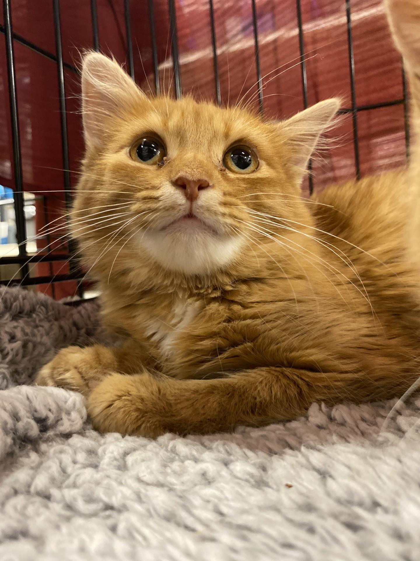 Enlarge Oscar, a Adoptable Tabby in Keswick, ON image 4/5