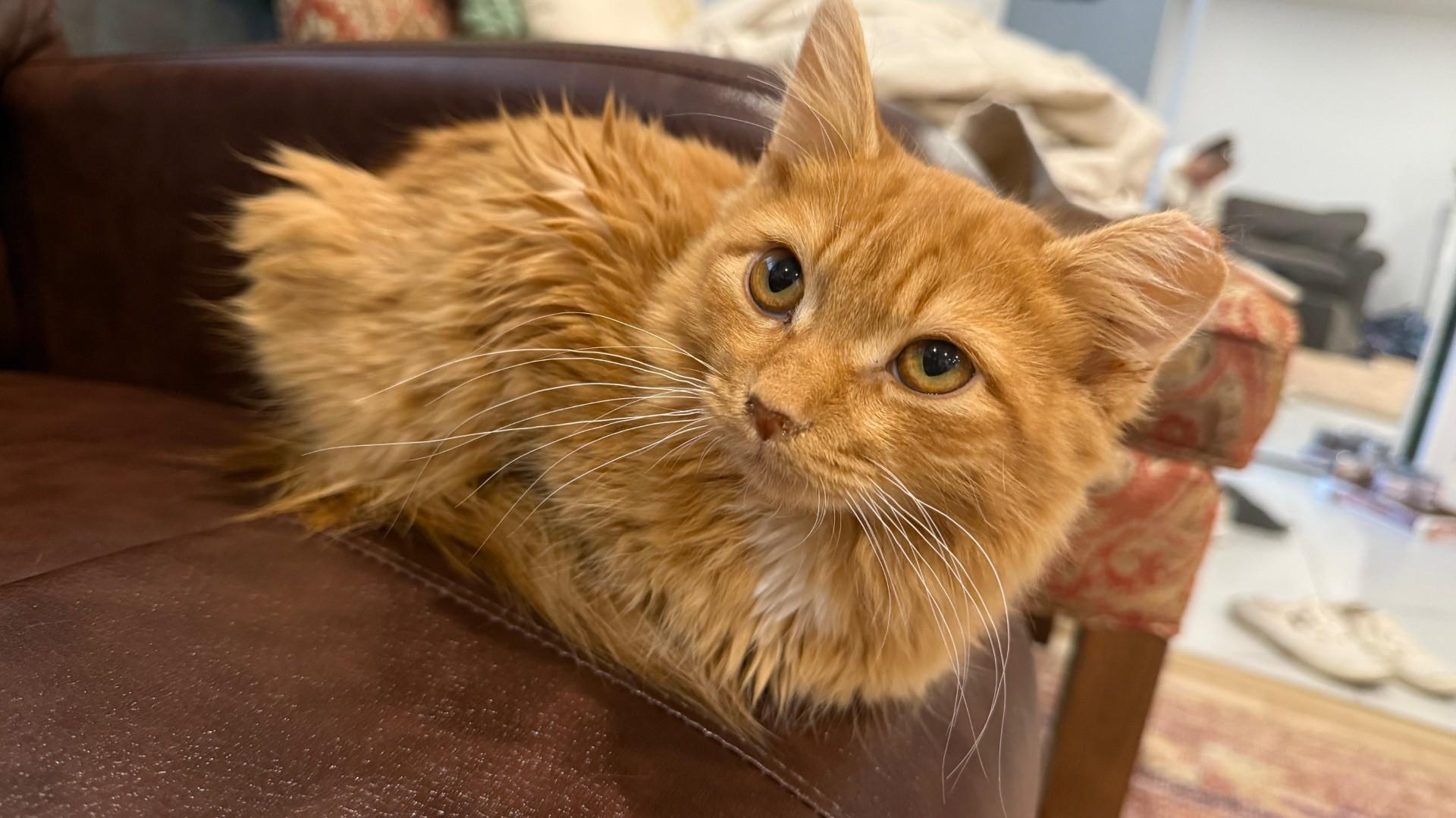 Enlarge Oscar, a Adoptable Tabby in Keswick, ON image 5/5