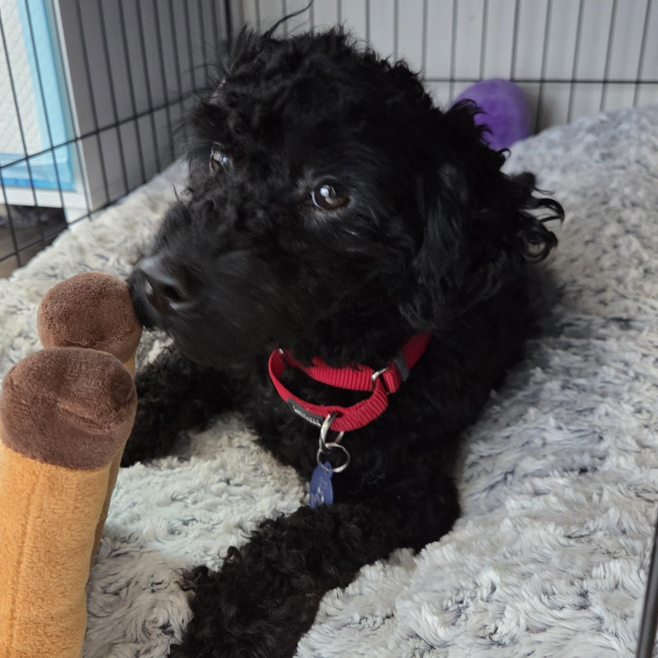 Swiper, a Adoptable Poodle (Toy) in Plainview, NY image 1/3